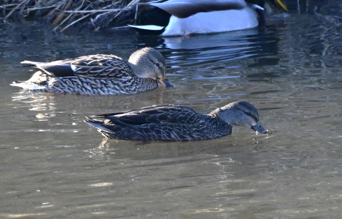 Mallard x American Black Duck (hybrid) - ML647297656