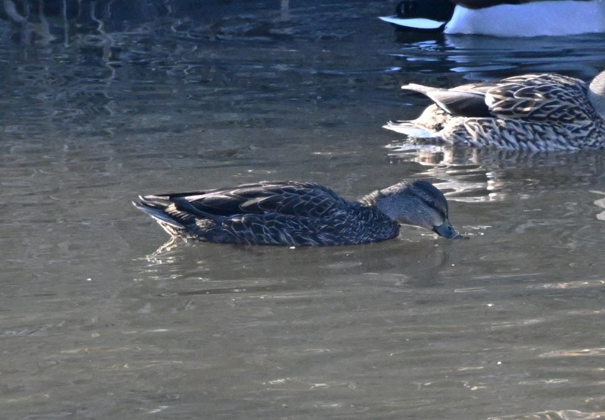 Mallard x American Black Duck (hybrid) - ML647297669