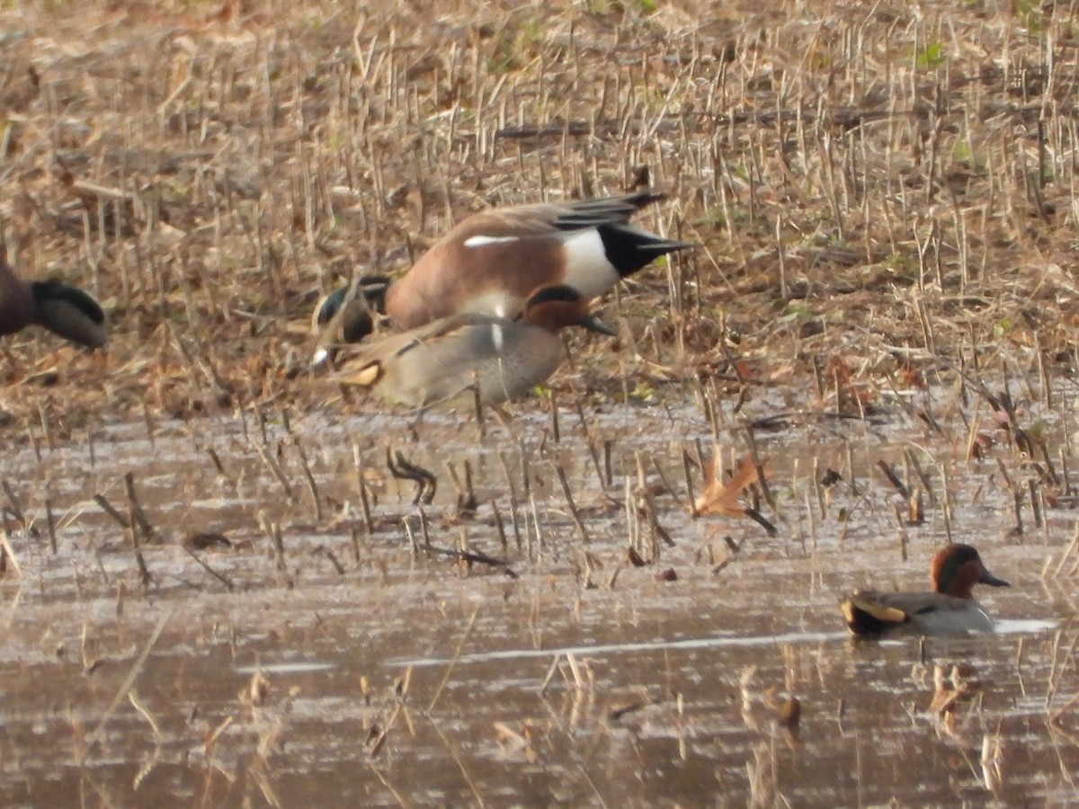 Green-winged Teal - ML647297679