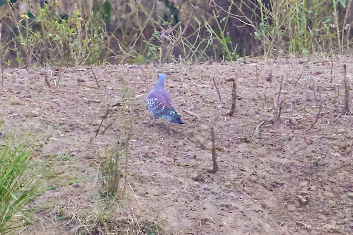 Speckled Pigeon - ML647297680