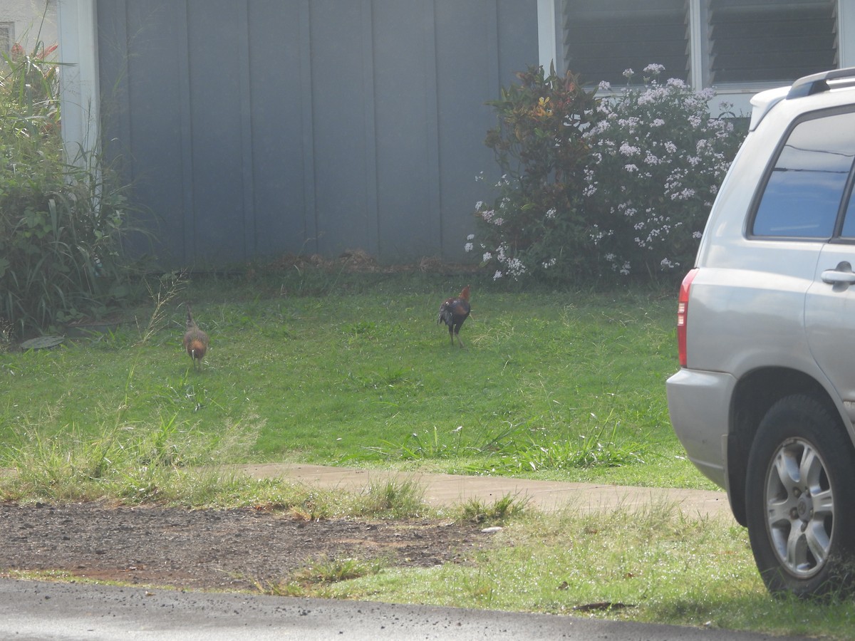 Red Junglefowl (Domestic type) - ML647297685