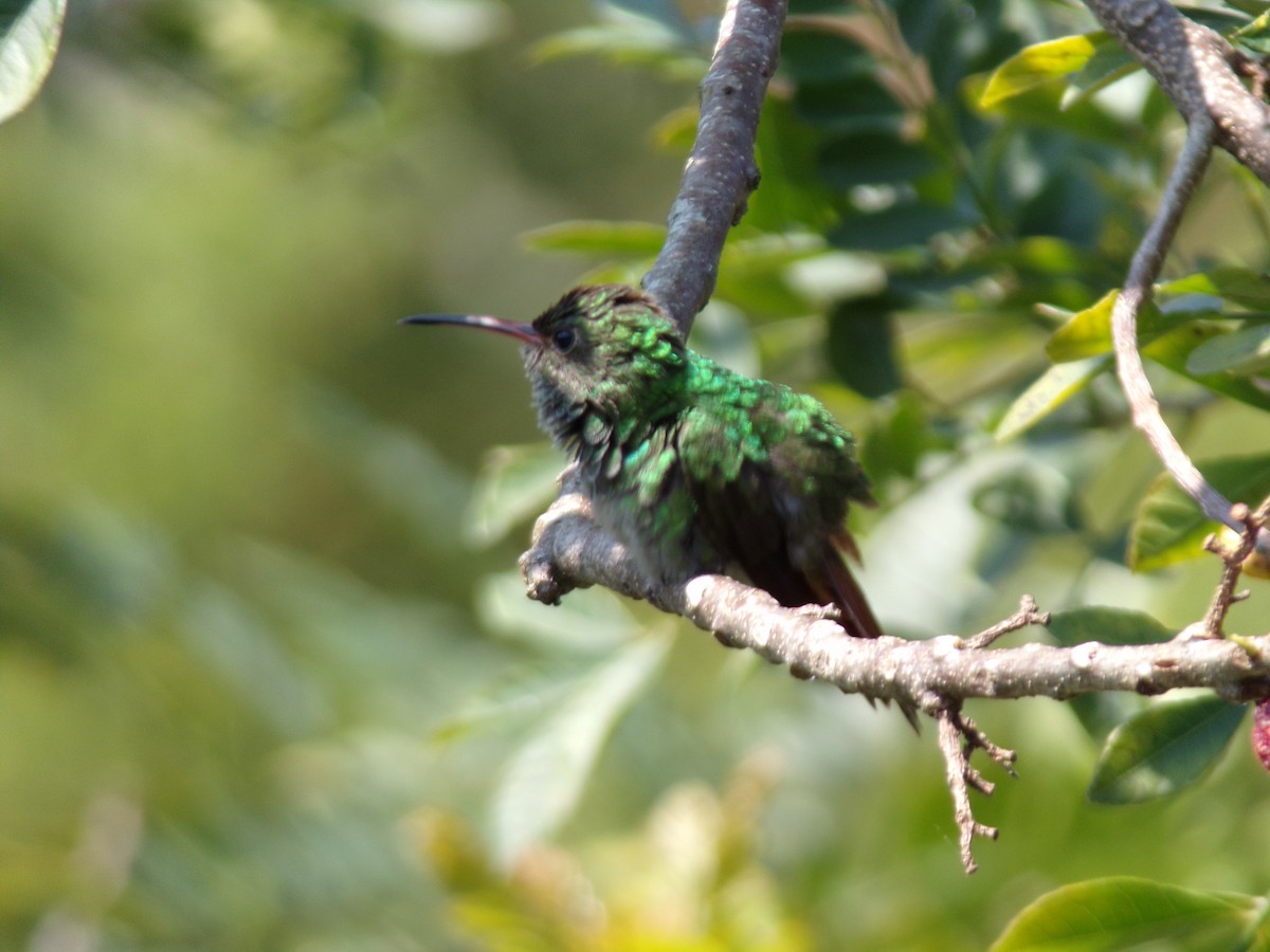 Rufous-tailed Hummingbird - ML647297704