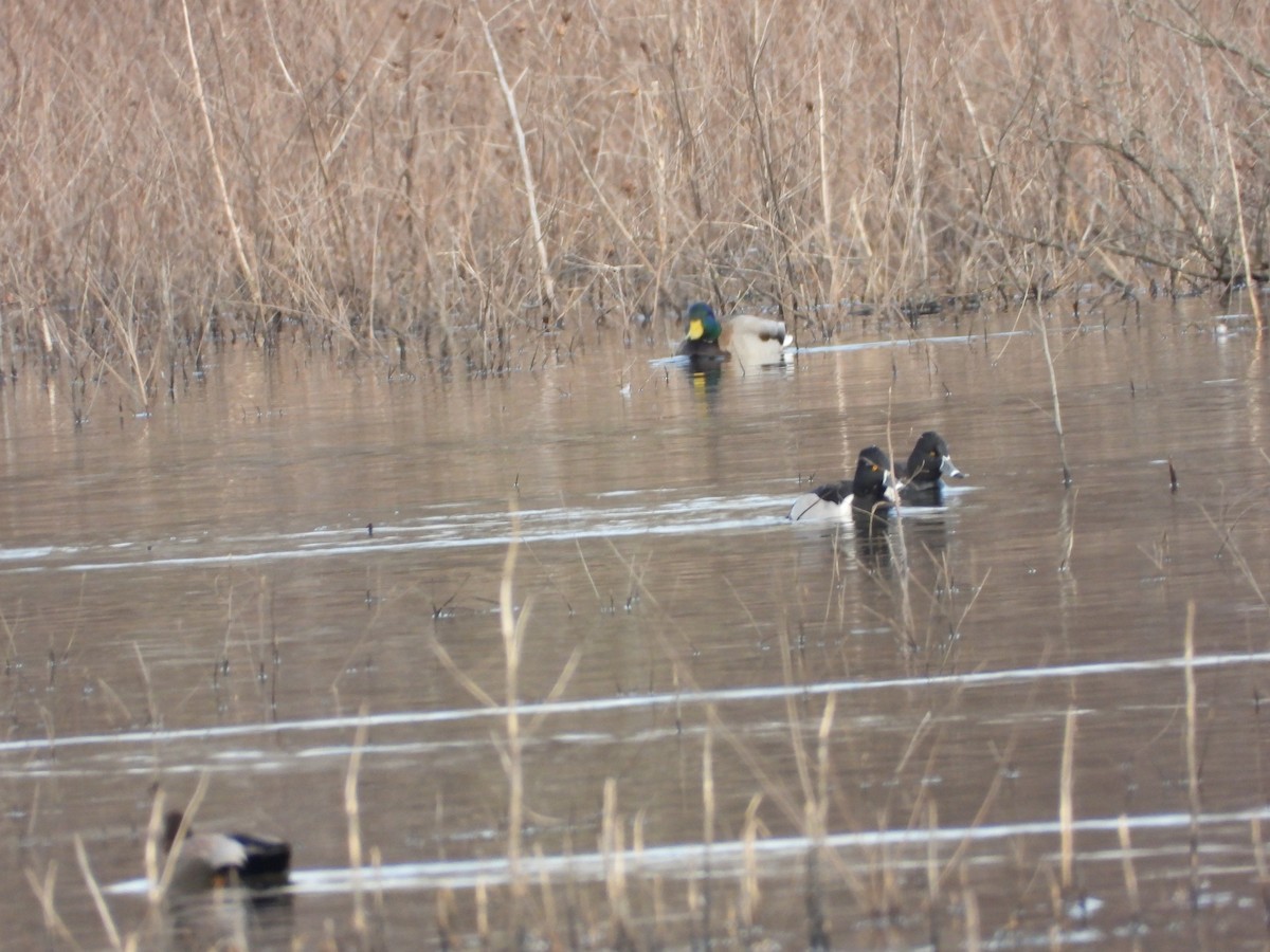 Ring-necked Duck - ML647297714