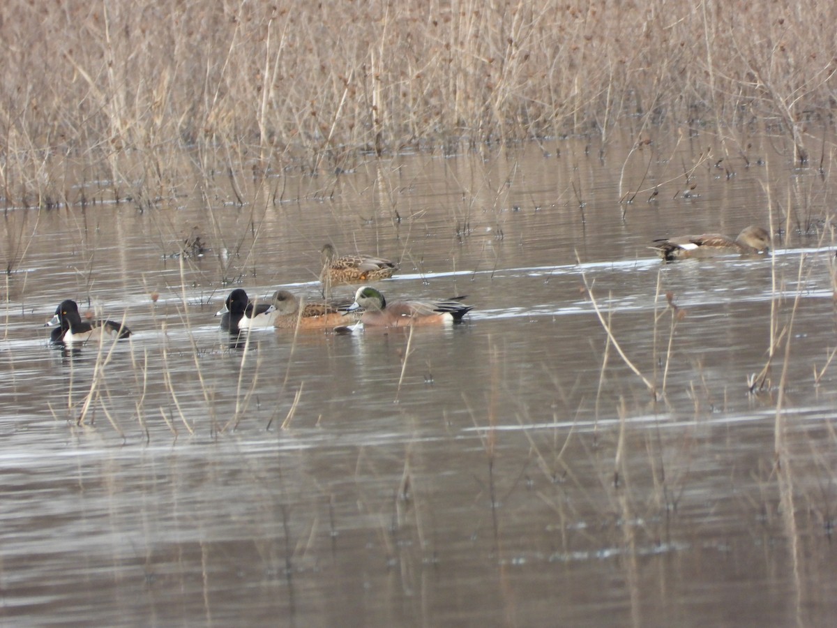 Ring-necked Duck - ML647297715