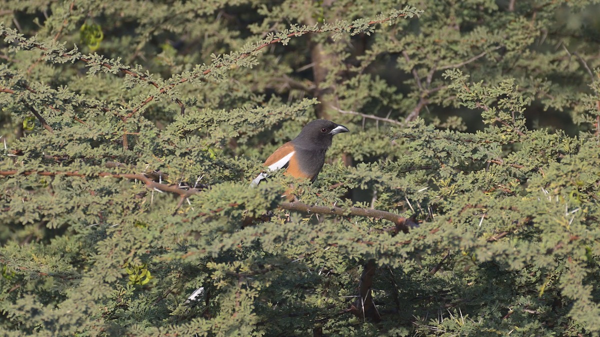 Rufous Treepie - ML647297716