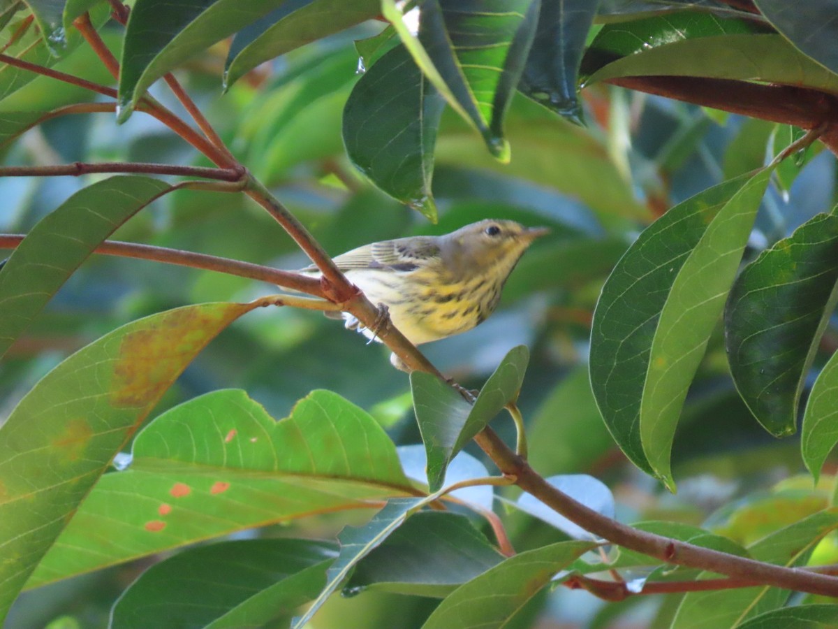 Cape May Warbler - ML647297720