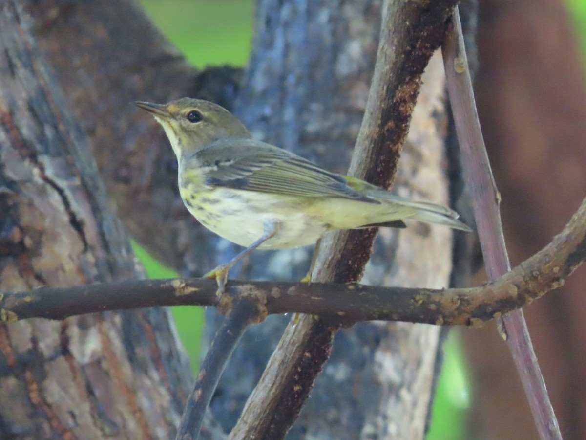 Cape May Warbler - ML647297721