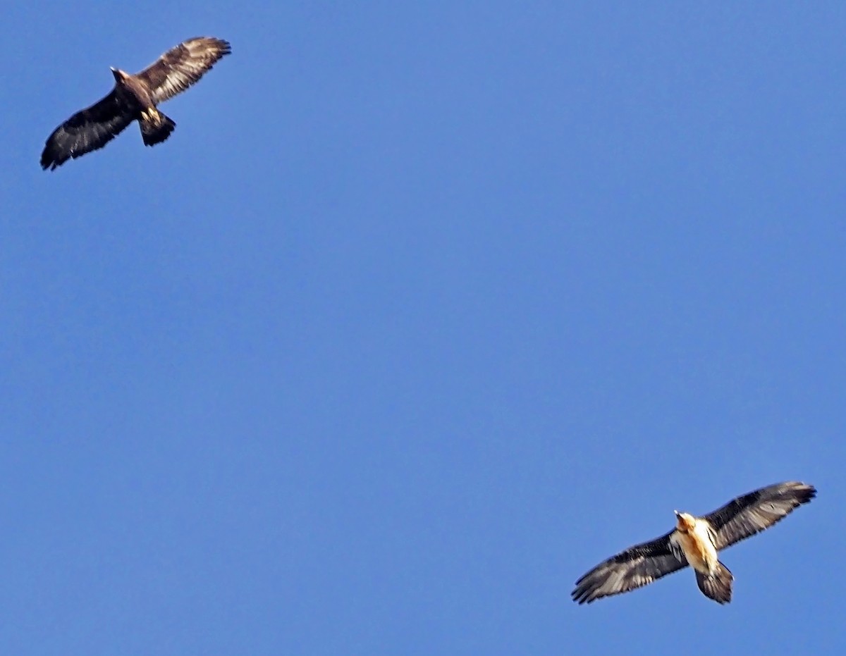 orlosup bradatý - ML647297725