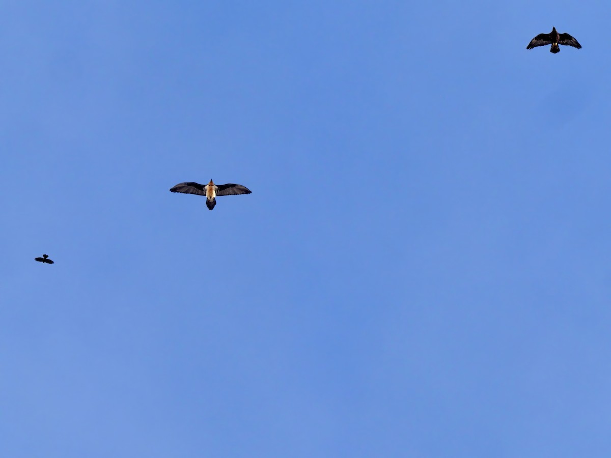 orlosup bradatý - ML647297726