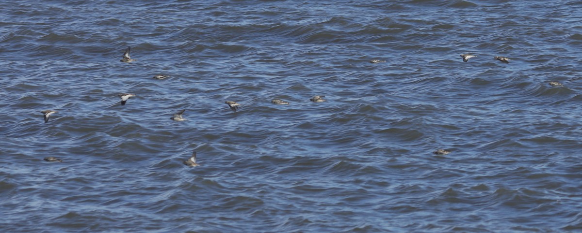 ユキホオジロ - ML647297730