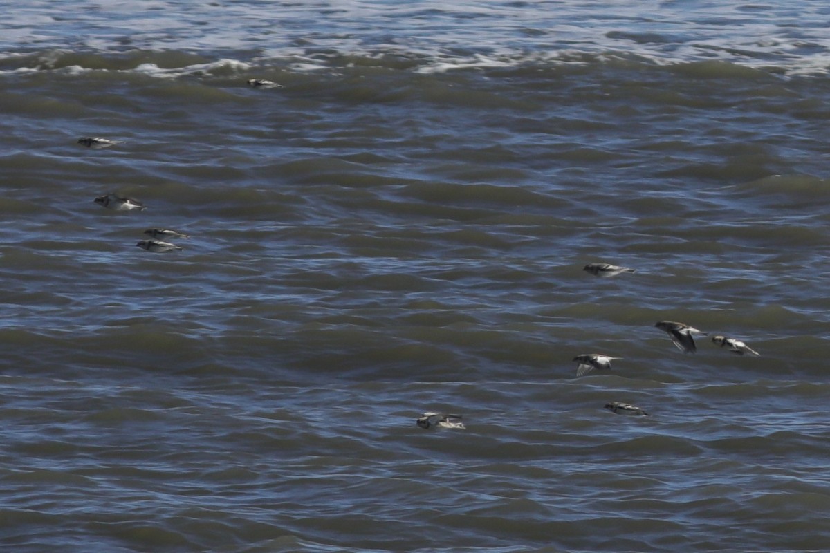 ユキホオジロ - ML647297731