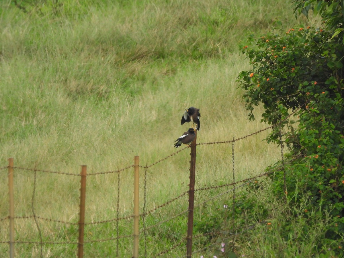 Common Myna - ML647297773