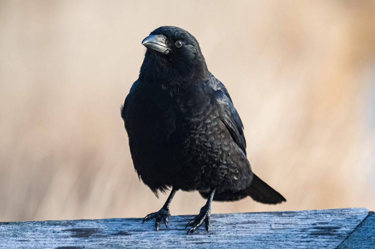 Corneille d'Amérique - ML647297775