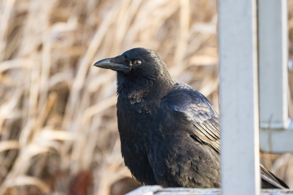 Corneille d'Amérique - ML647297776