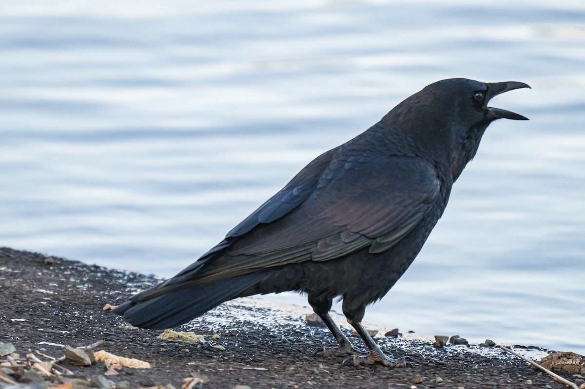 Corneille d'Amérique - ML647297777