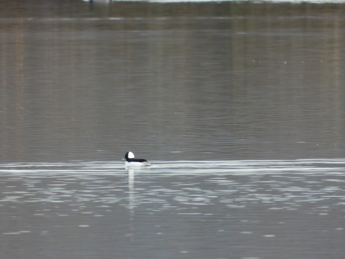Bufflehead - ML647297778