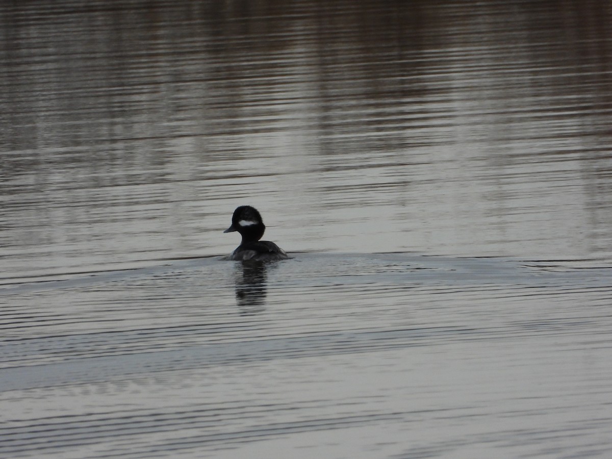 Bufflehead - ML647297780