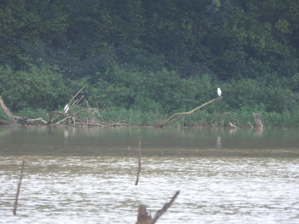 Western Cattle-Egret - ML647297783