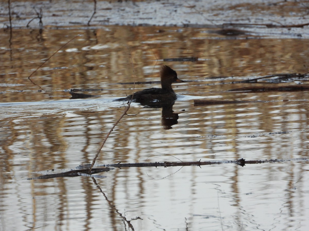 Hooded Merganser - ML647297784