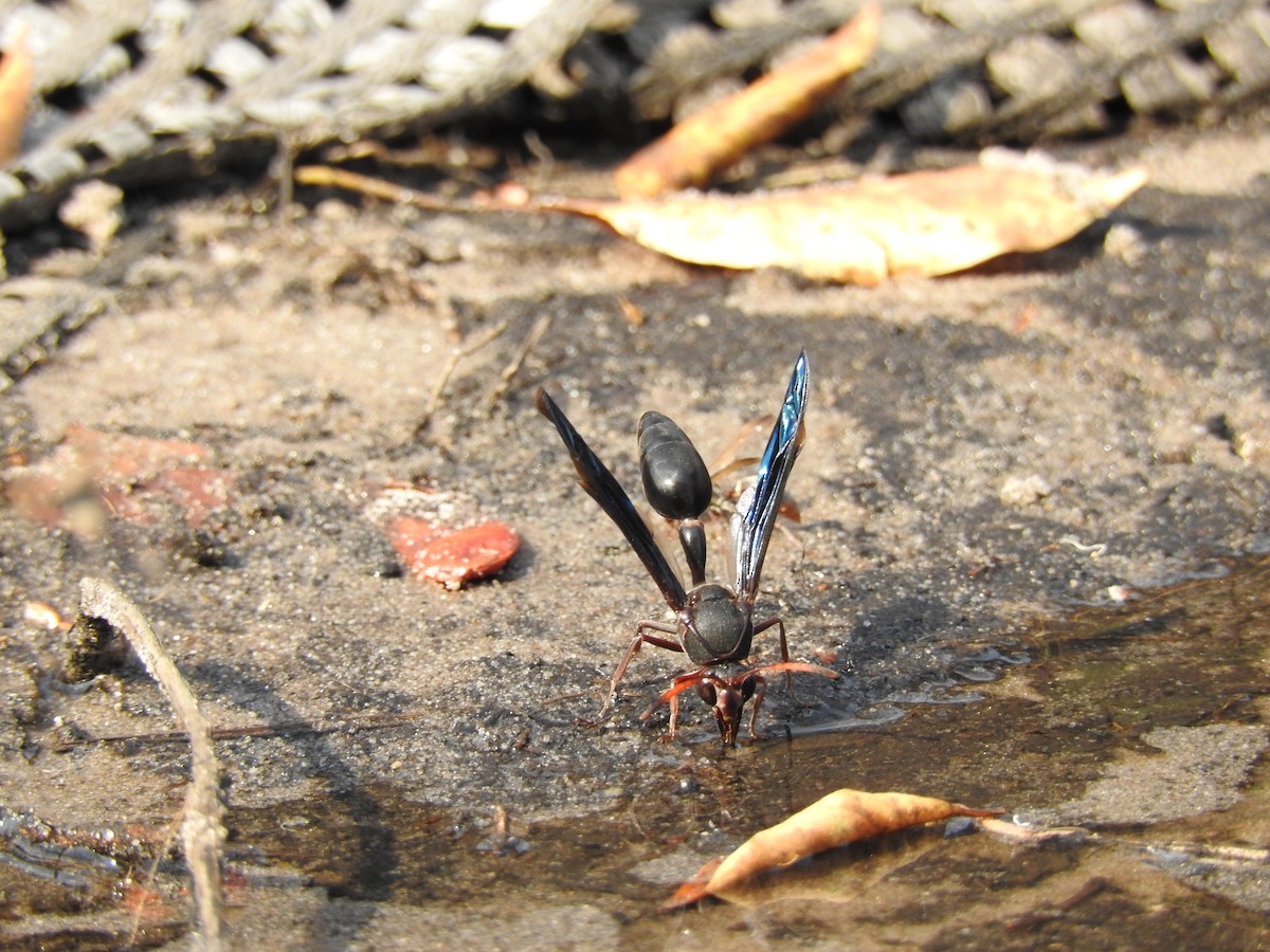 Black Mud Wasp - ML647297786
