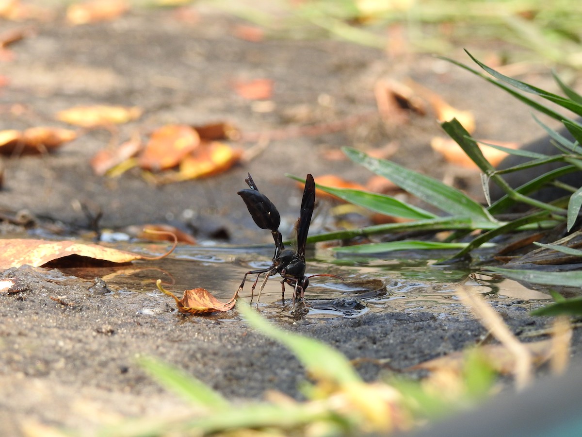 Black Mud Wasp - ML647297788
