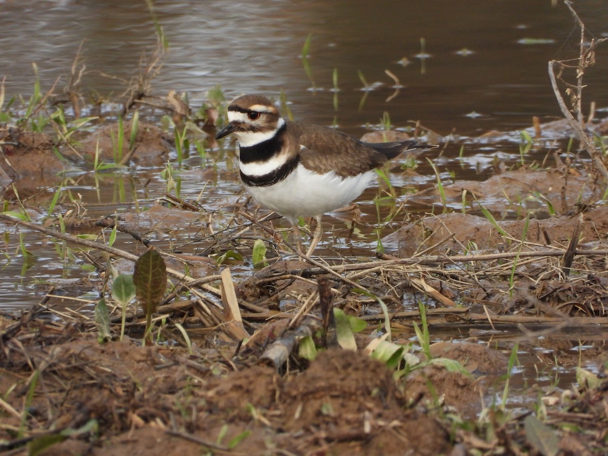 Killdeer - ML647297792