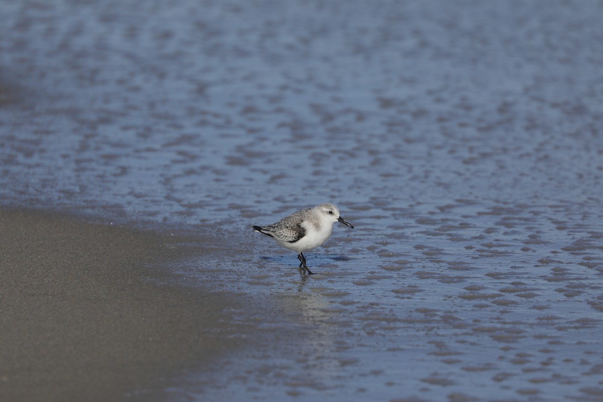 ミユビシギ - ML647297801