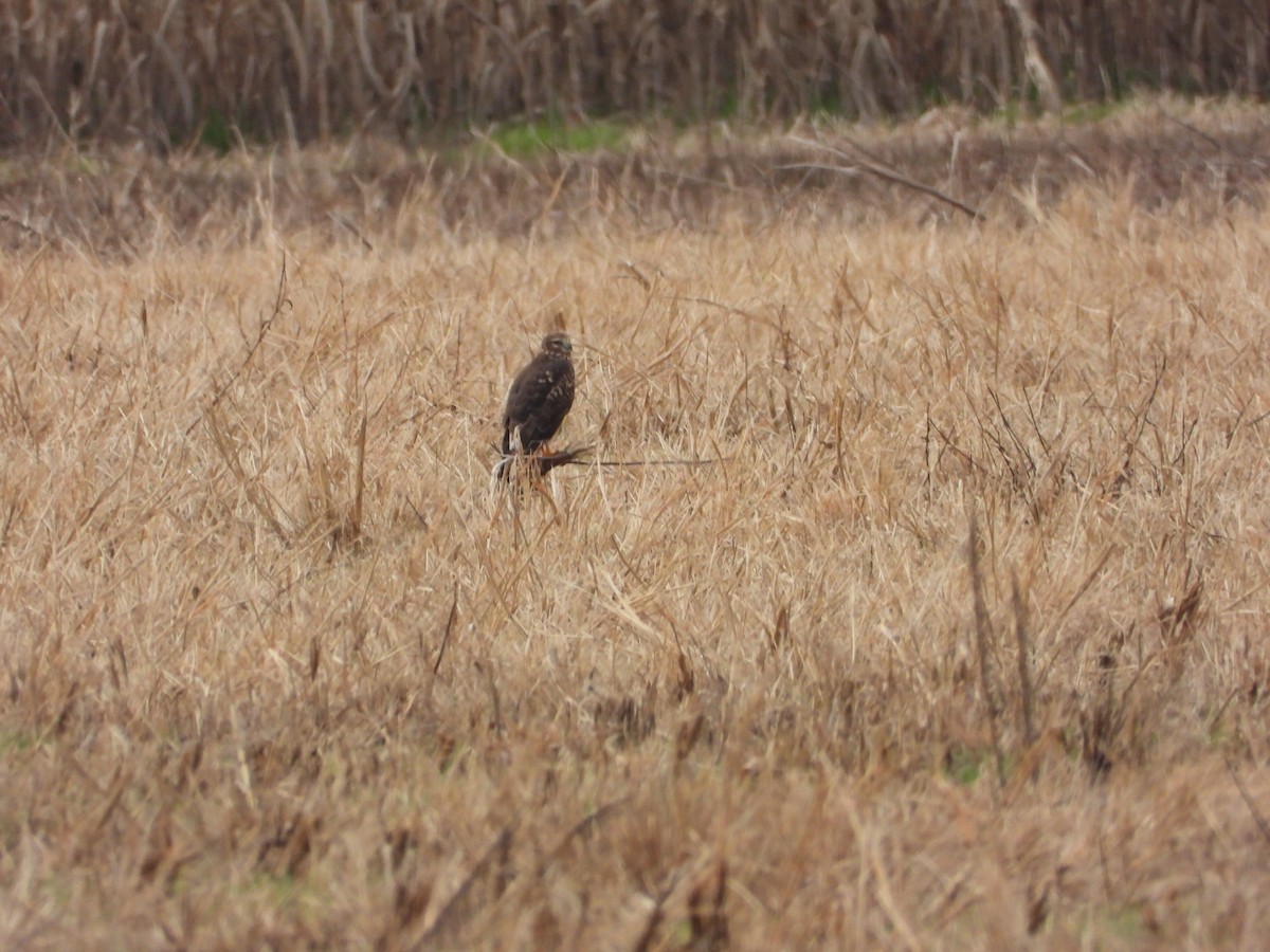 Northern Harrier - ML647297807