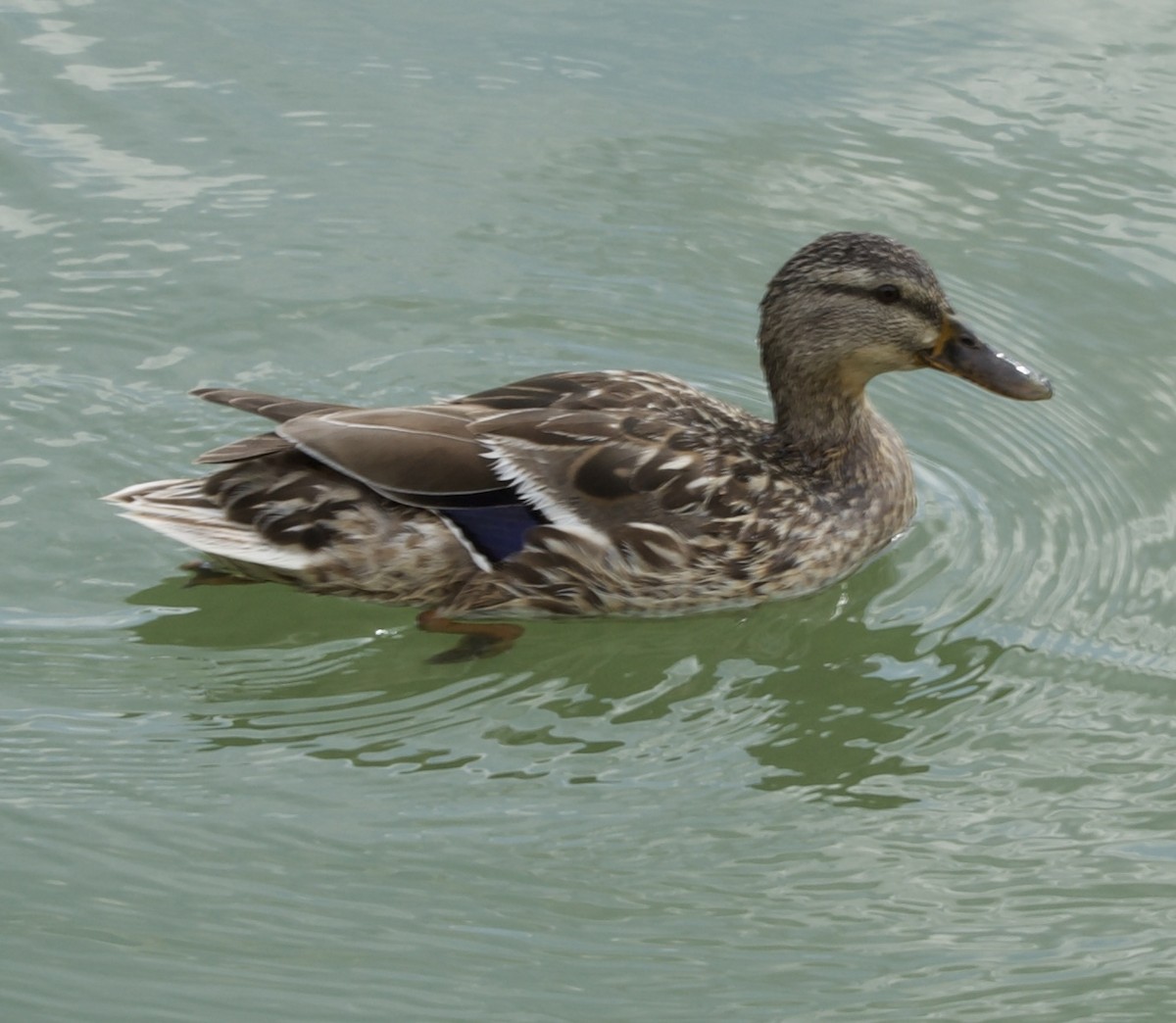 Mallard - ML647297809