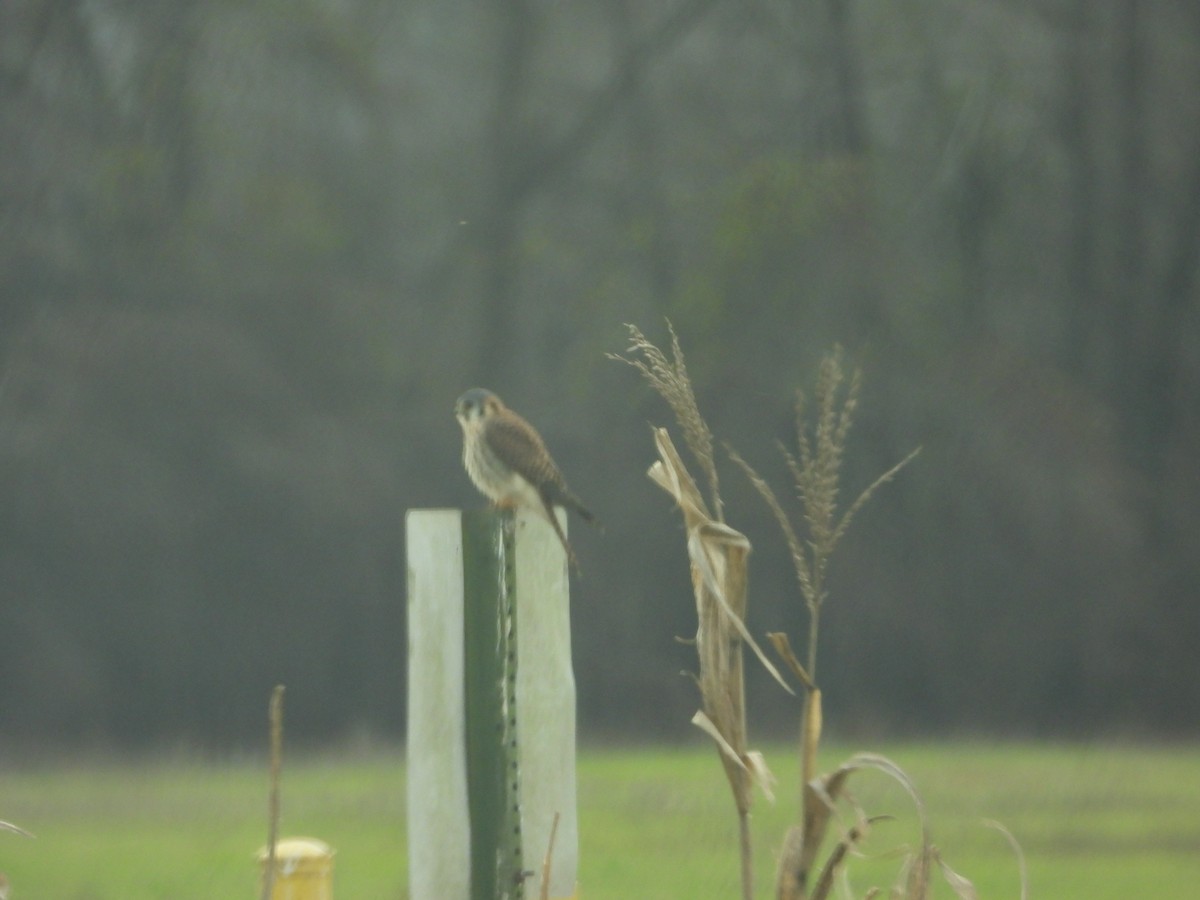 American Kestrel - ML647297811