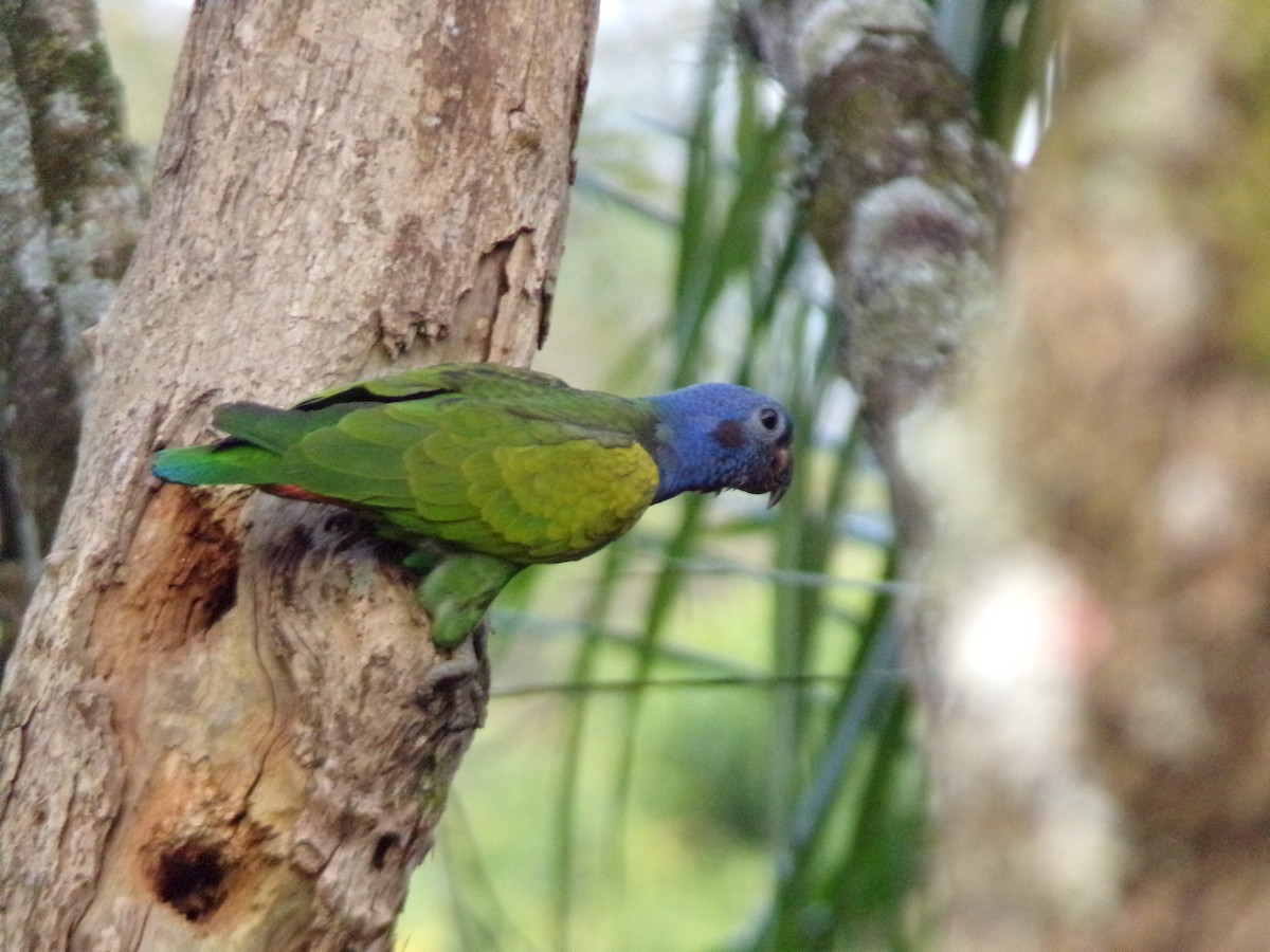 Blue-headed Parrot - ML647297819