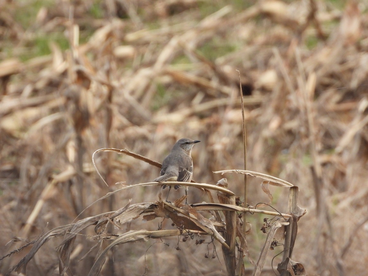 Northern Mockingbird - ML647297825