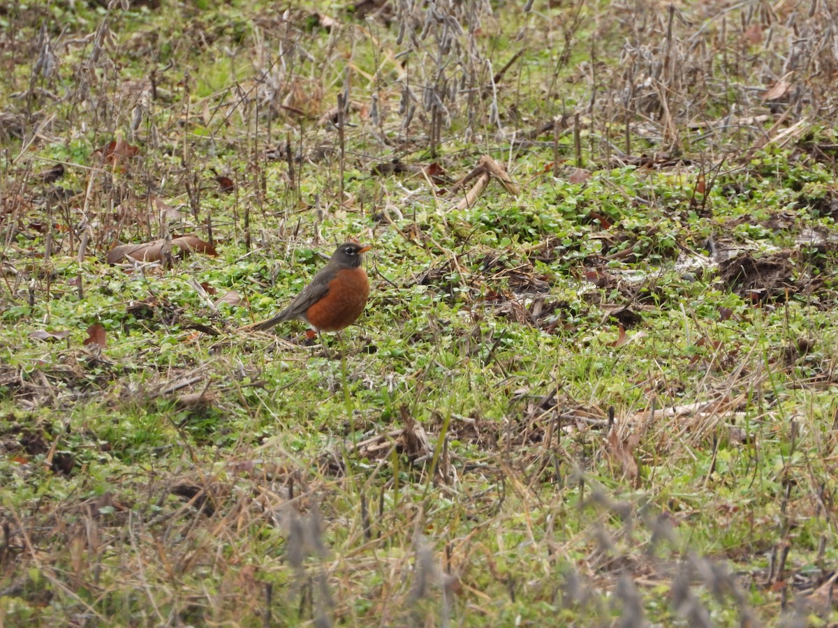 American Robin - ML647297834