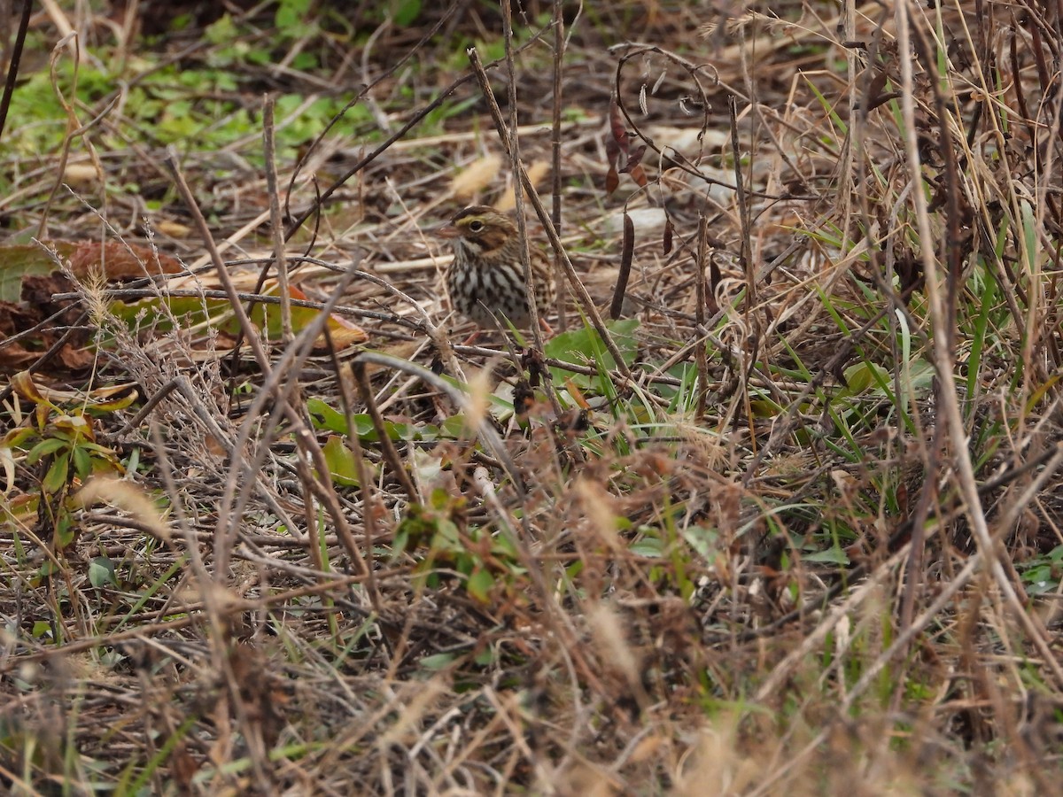 Savannah Sparrow - ML647297841