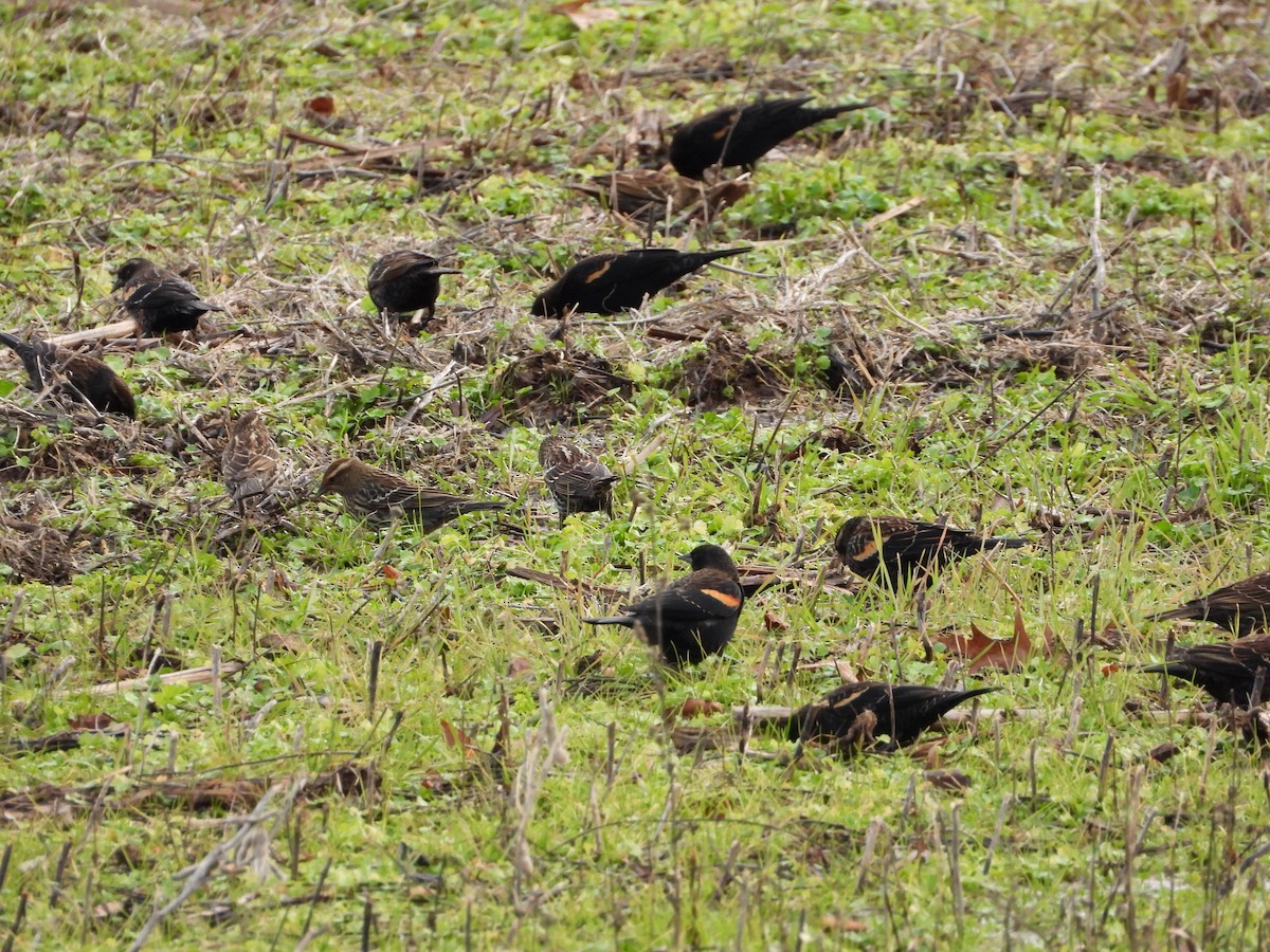 Red-winged Blackbird - ML647297852