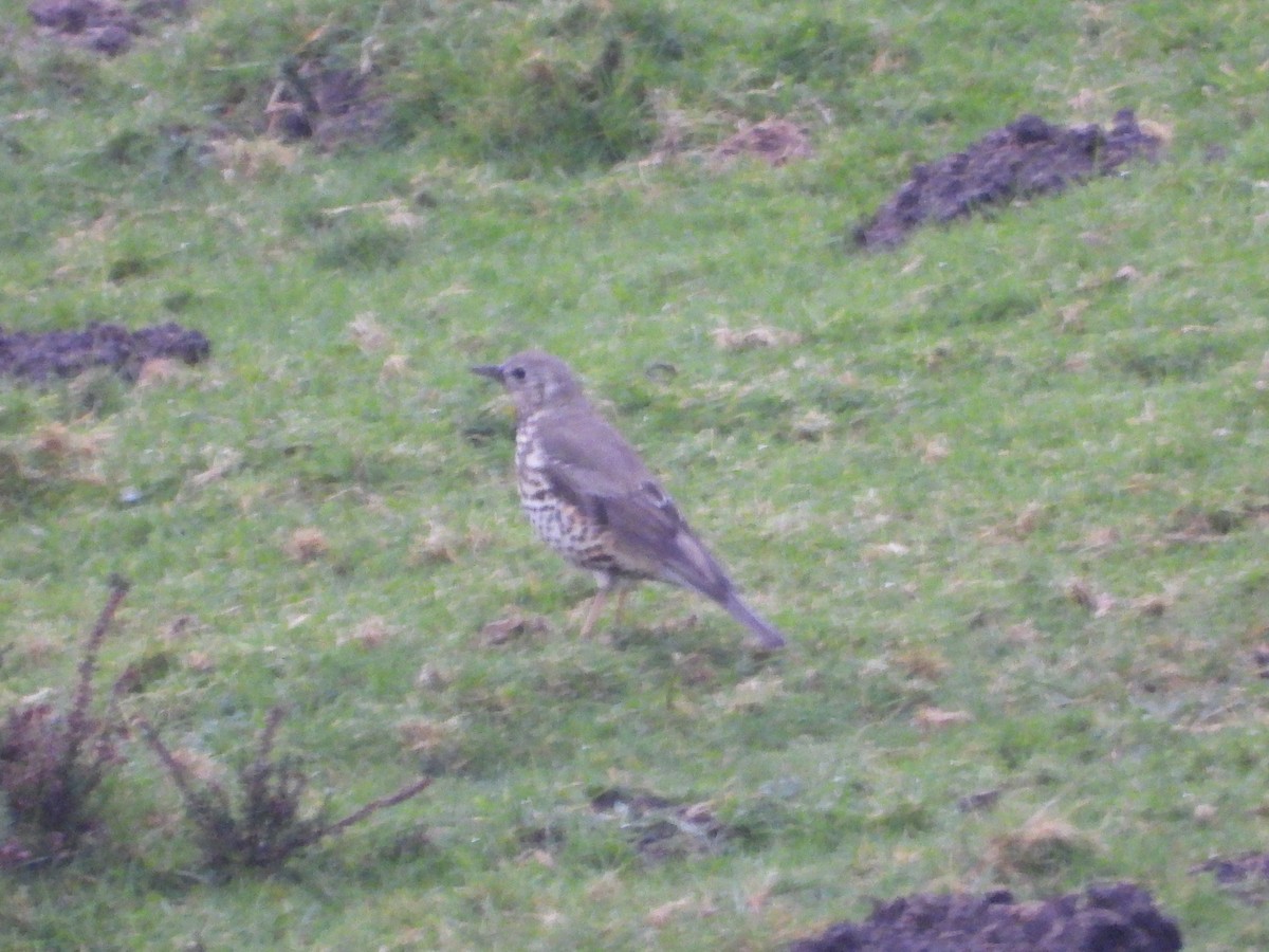 Mistle Thrush - ML647297859