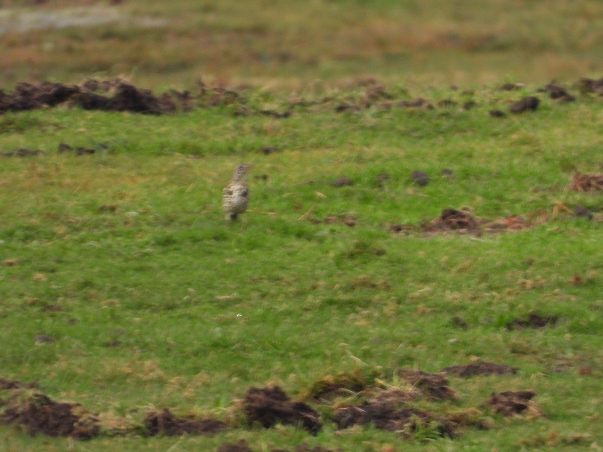 Mistle Thrush - ML647297860