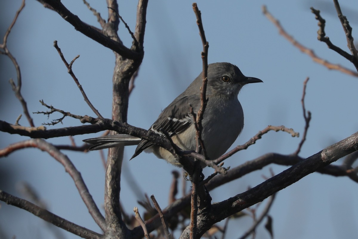 マネシツグミ - ML647297885