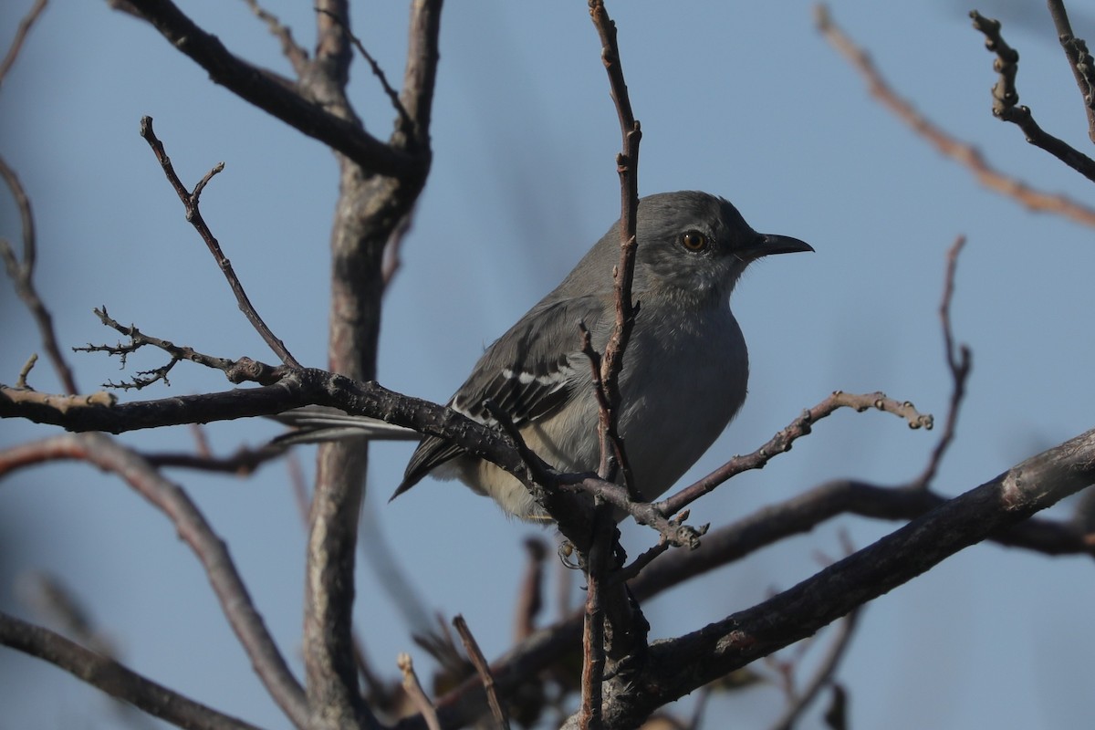 マネシツグミ - ML647297886