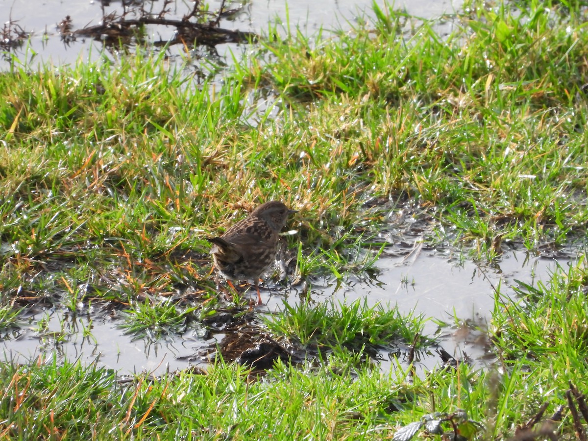 Dunnock - ML647297896