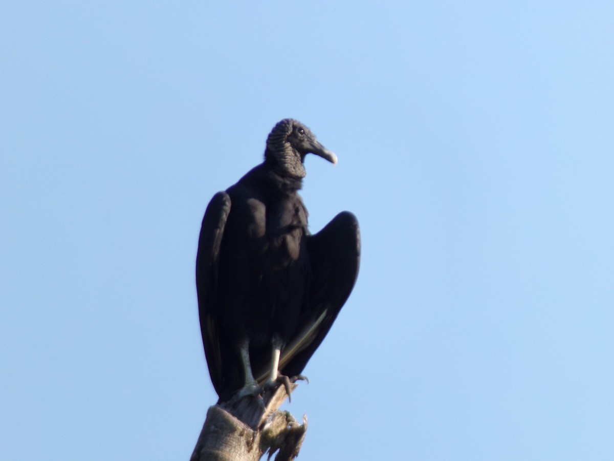Black Vulture - ML647297906