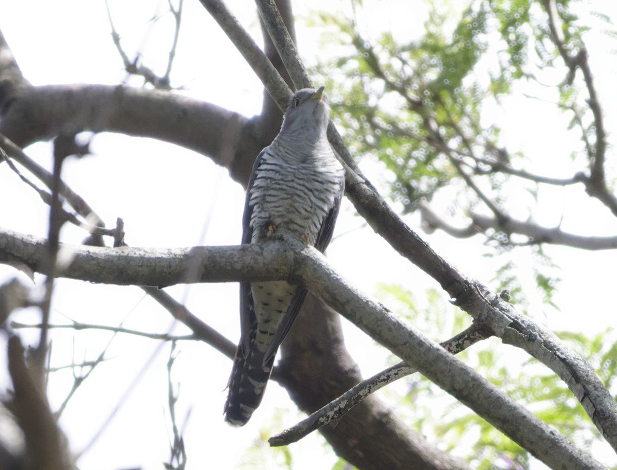 Coucou de Madagascar - ML647297910