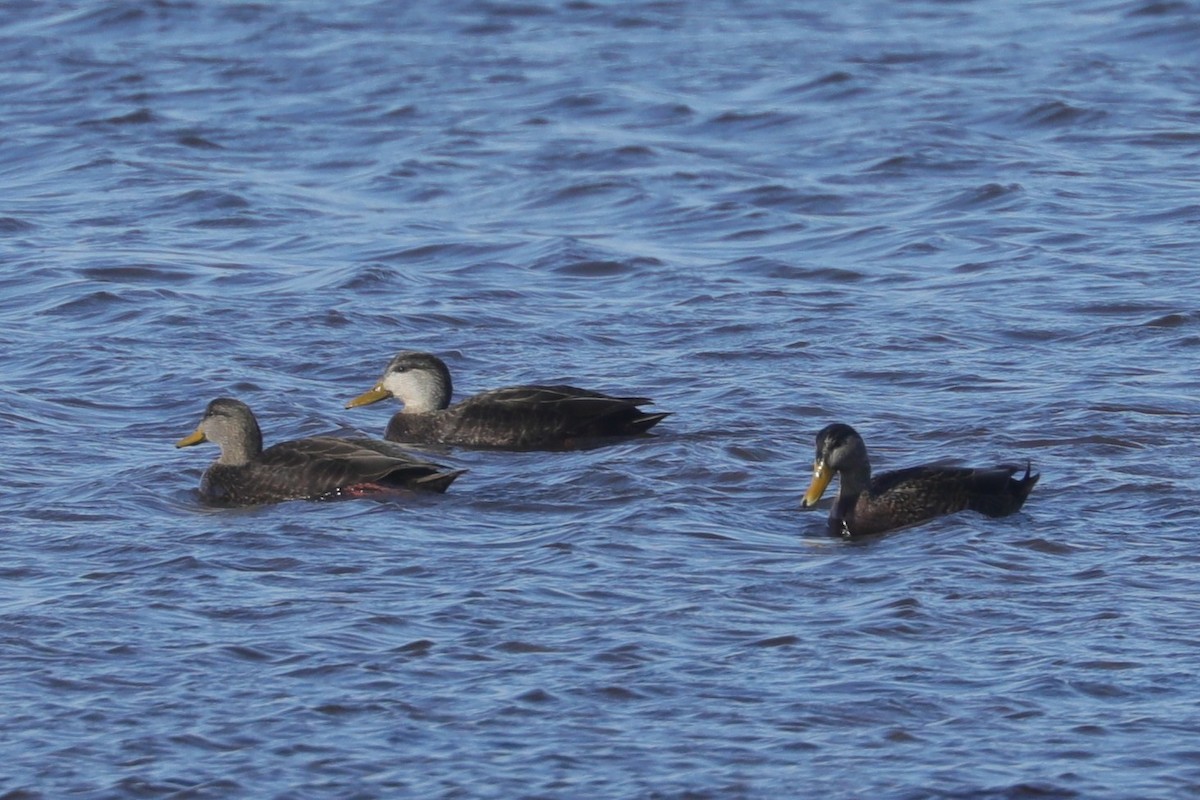 Mallard x American Black Duck (hybrid) - ML647297911