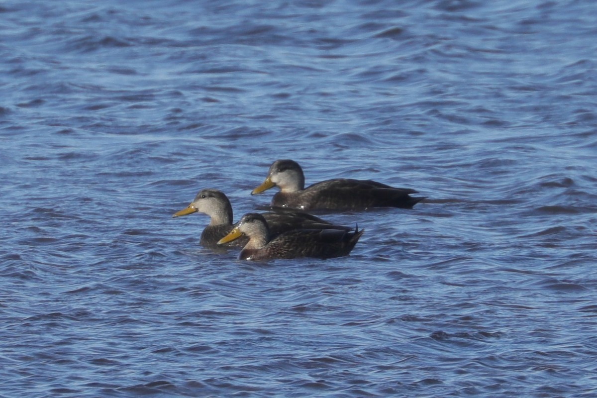 Mallard x American Black Duck (hybrid) - ML647297912