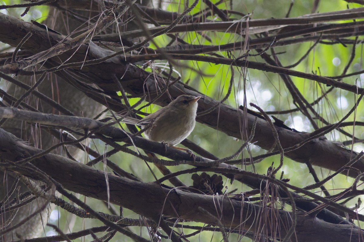Malagasy Brush-Warbler - ML647297915
