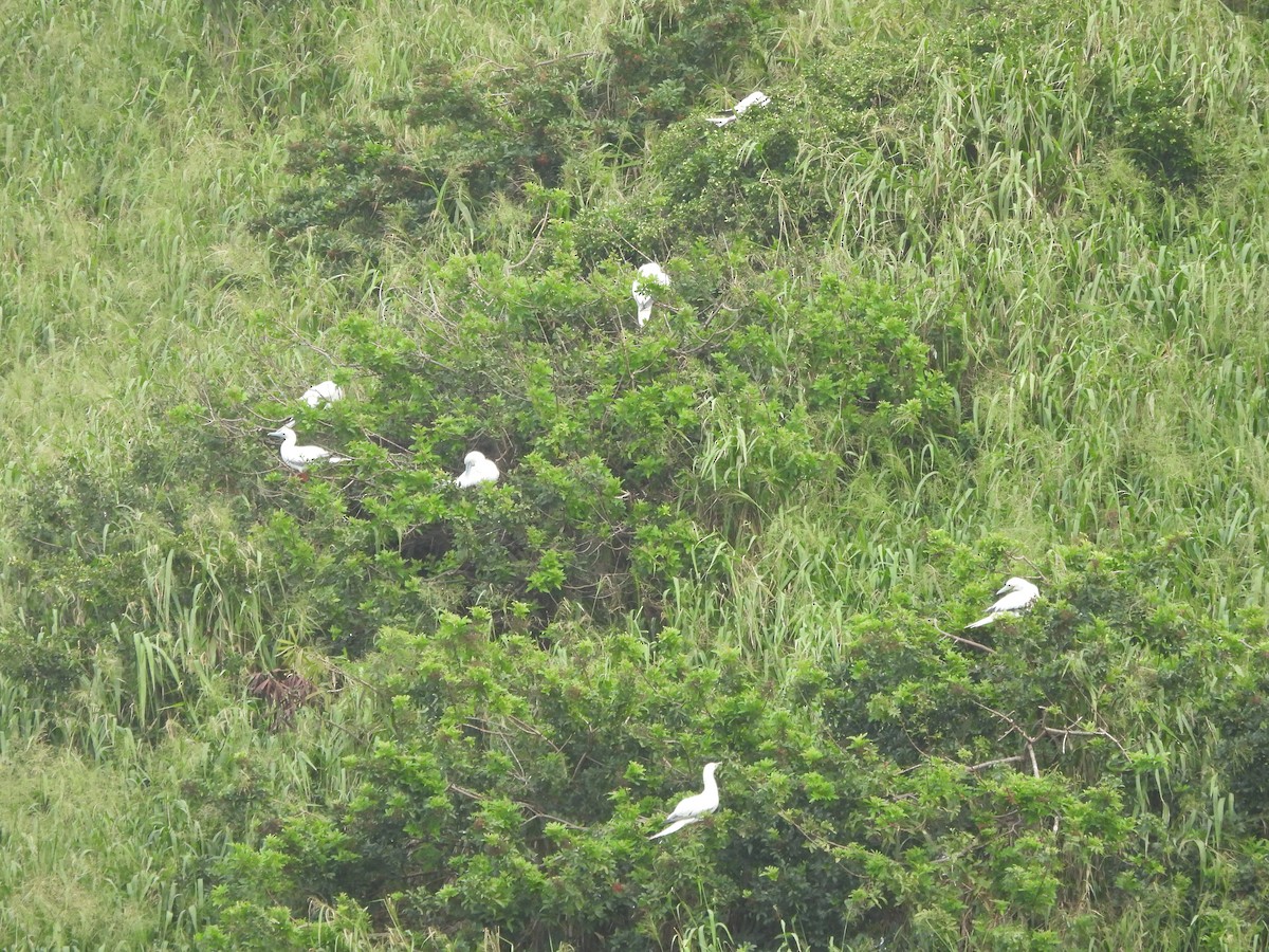 Сула червононога - ML647297919