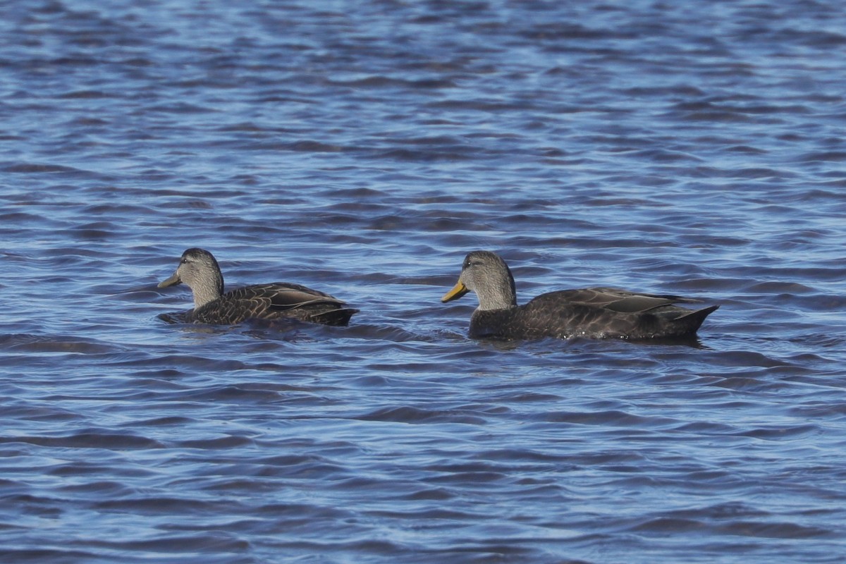 アメリカガモ - ML647297920