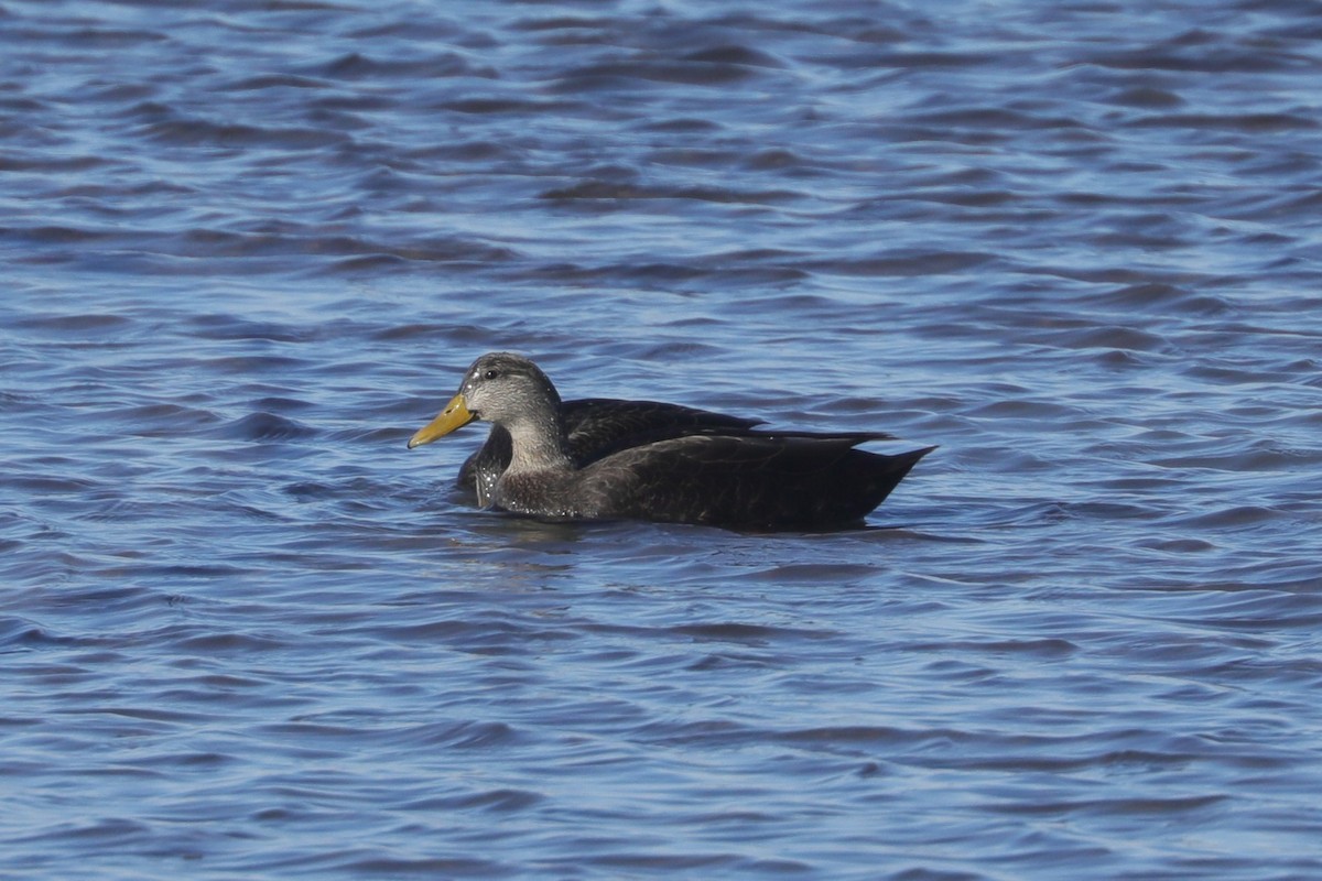 アメリカガモ - ML647297921