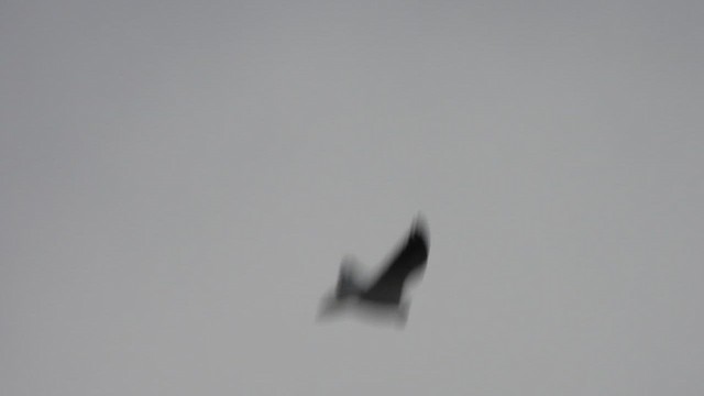 Elanio Común - ML647297927