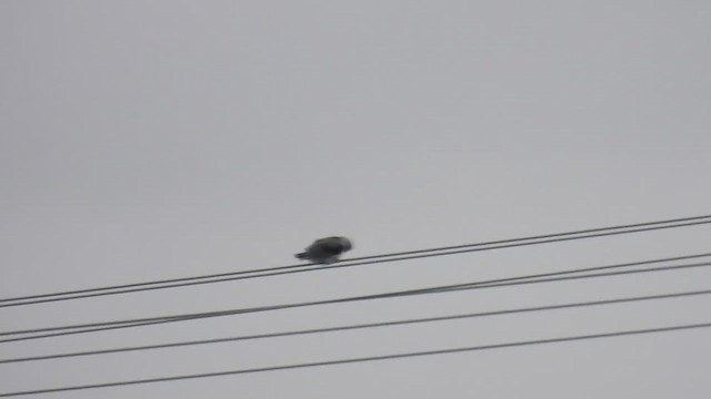 Elanio Común - ML647297929